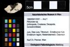 Foto (Objekt + Etiketten) von Pithonoton sp. 